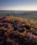 Autumn colours, Rockford Common